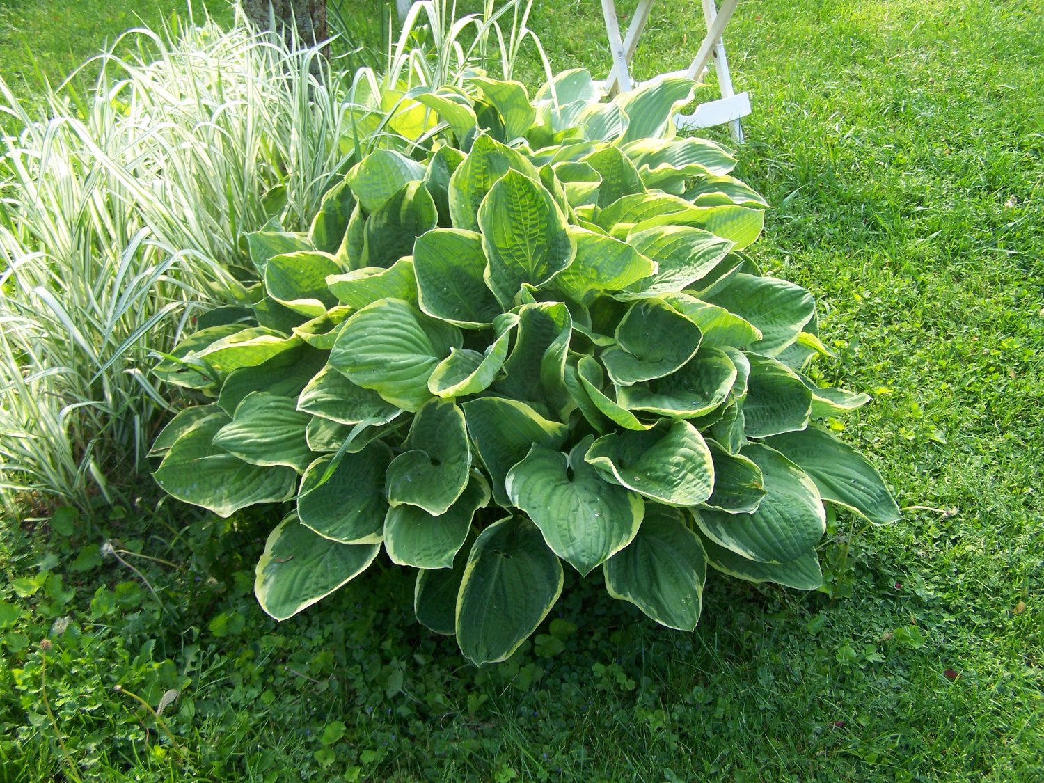Hosta 'Christmas Tree'